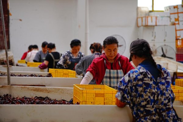 盈配资 小龙虾价格逆势上涨的背后——来自“小龙虾之乡”湖北潜江的产业观察